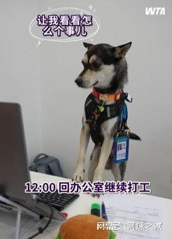 src, 网球记者张, 而是真正学